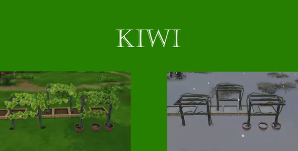 Kiwi Harvestable